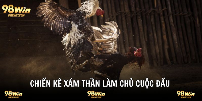 Gà chiến xám thần luôn biết cách điều khiển trận đấu