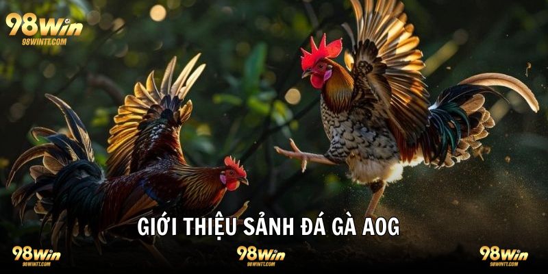 Sảnh đá gà AOG giới thiệu đôi điều